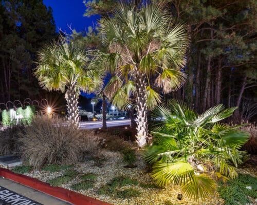 Palm trees illuminated at night by street lights.