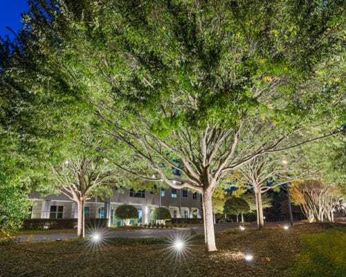 Illuminated trees outside a building at night